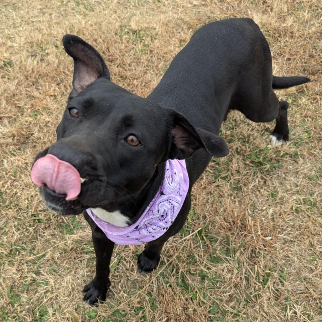 Enlarge Gilly, a Adoptable Mixed Breed in Alabaster, AL image 1/6