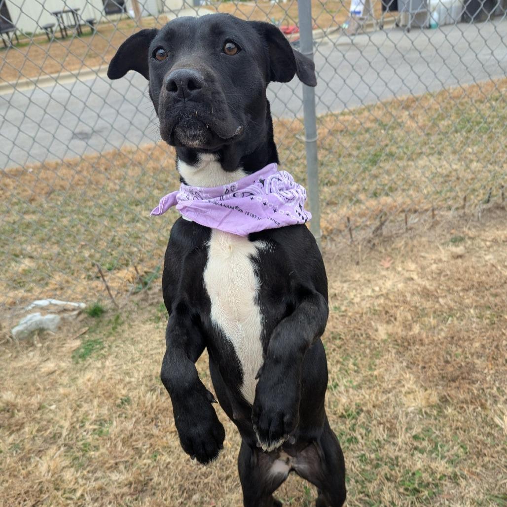 Enlarge Gilly, a Adoptable Mixed Breed in Alabaster, AL image 2/6