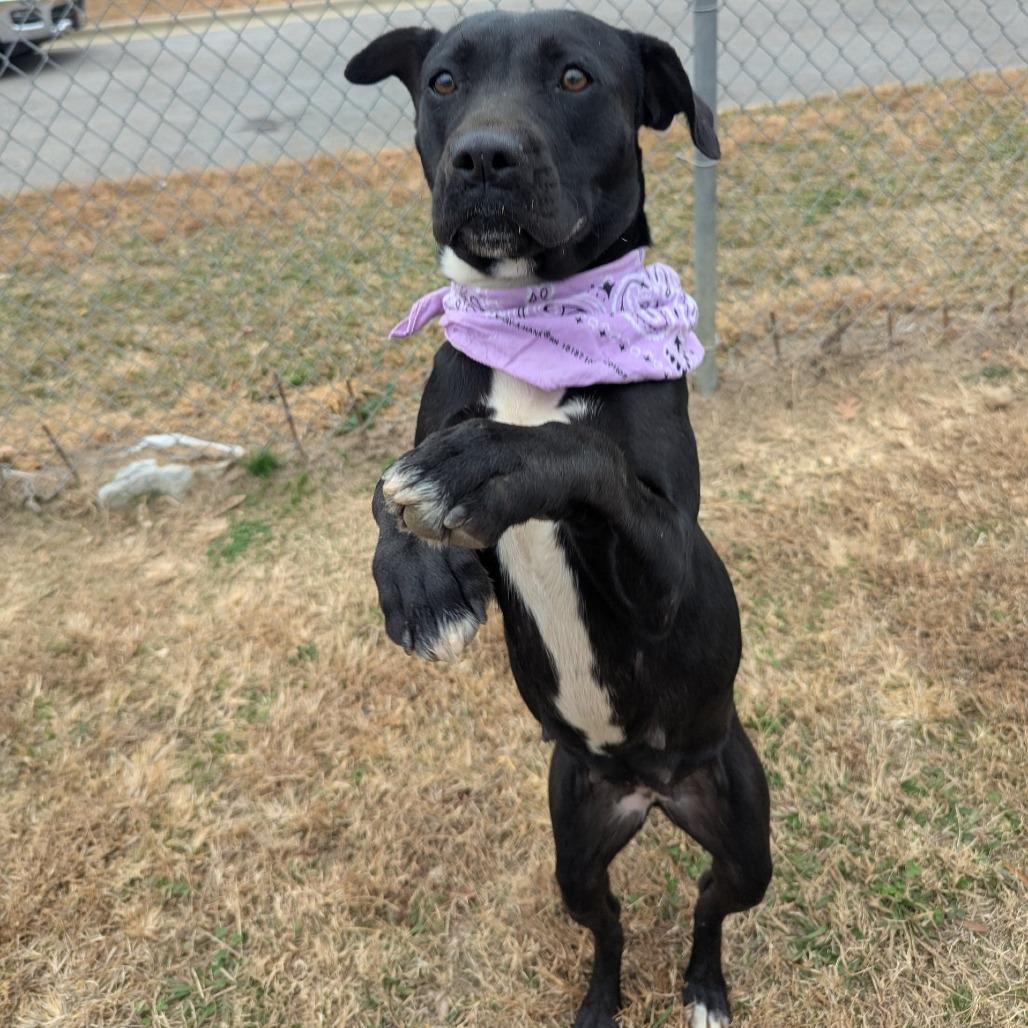 Enlarge Gilly, a Adoptable Mixed Breed in Alabaster, AL image 3/6