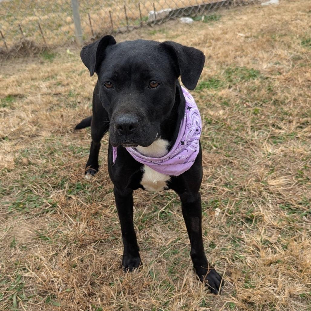 Enlarge Gilly, a Adoptable Mixed Breed in Alabaster, AL image 4/6