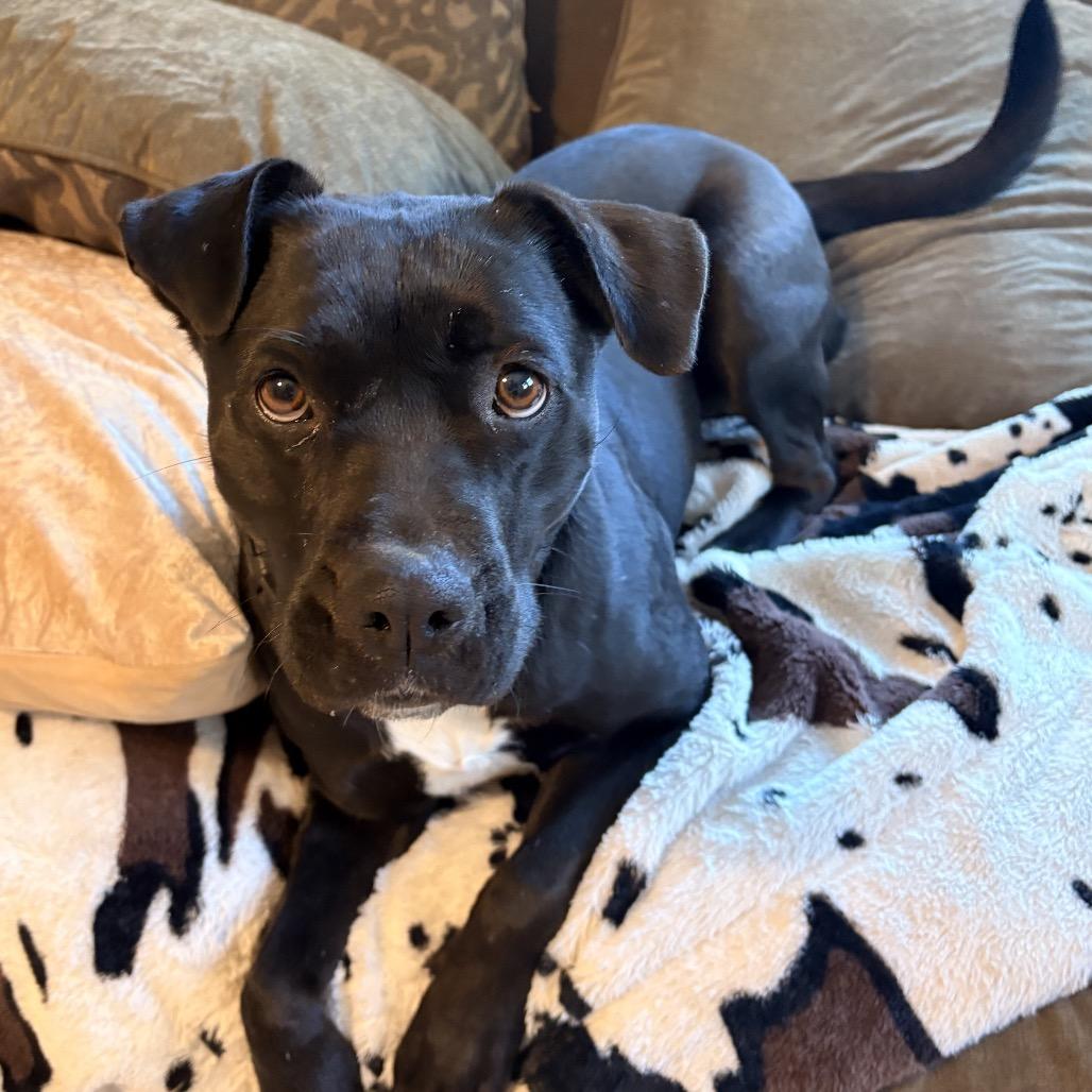 Enlarge Gilly, a Adoptable Mixed Breed in Alabaster, AL image 5/6