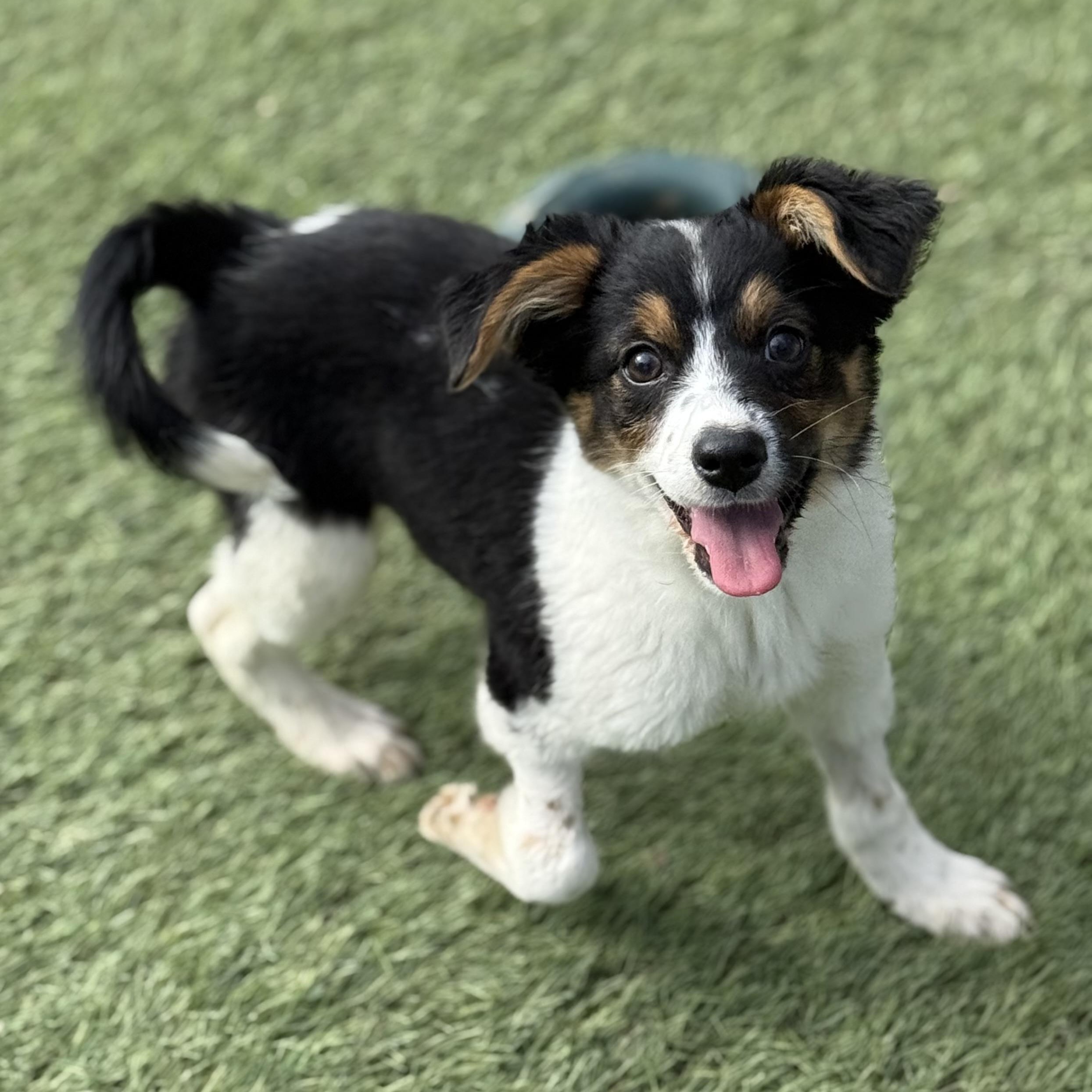 Enlarge Dori, an adopted mixed breed in Glenolden, PA image 3/6