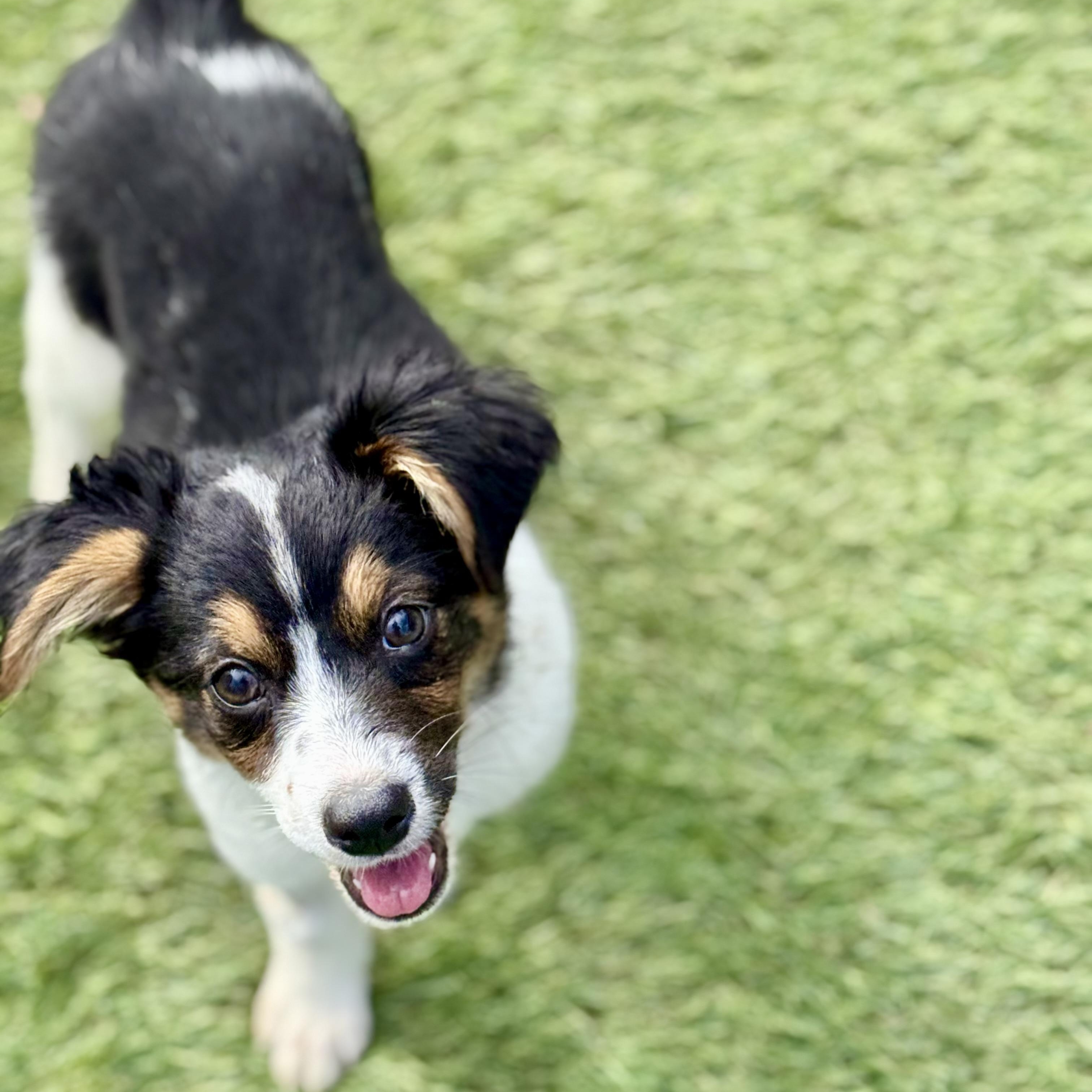 Enlarge Dori, an adopted mixed breed in Glenolden, PA image 2/6