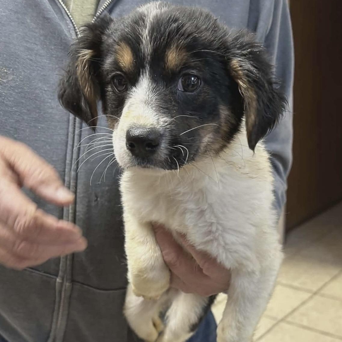 Enlarge Dori, an adopted mixed breed in Glenolden, PA image 6/6