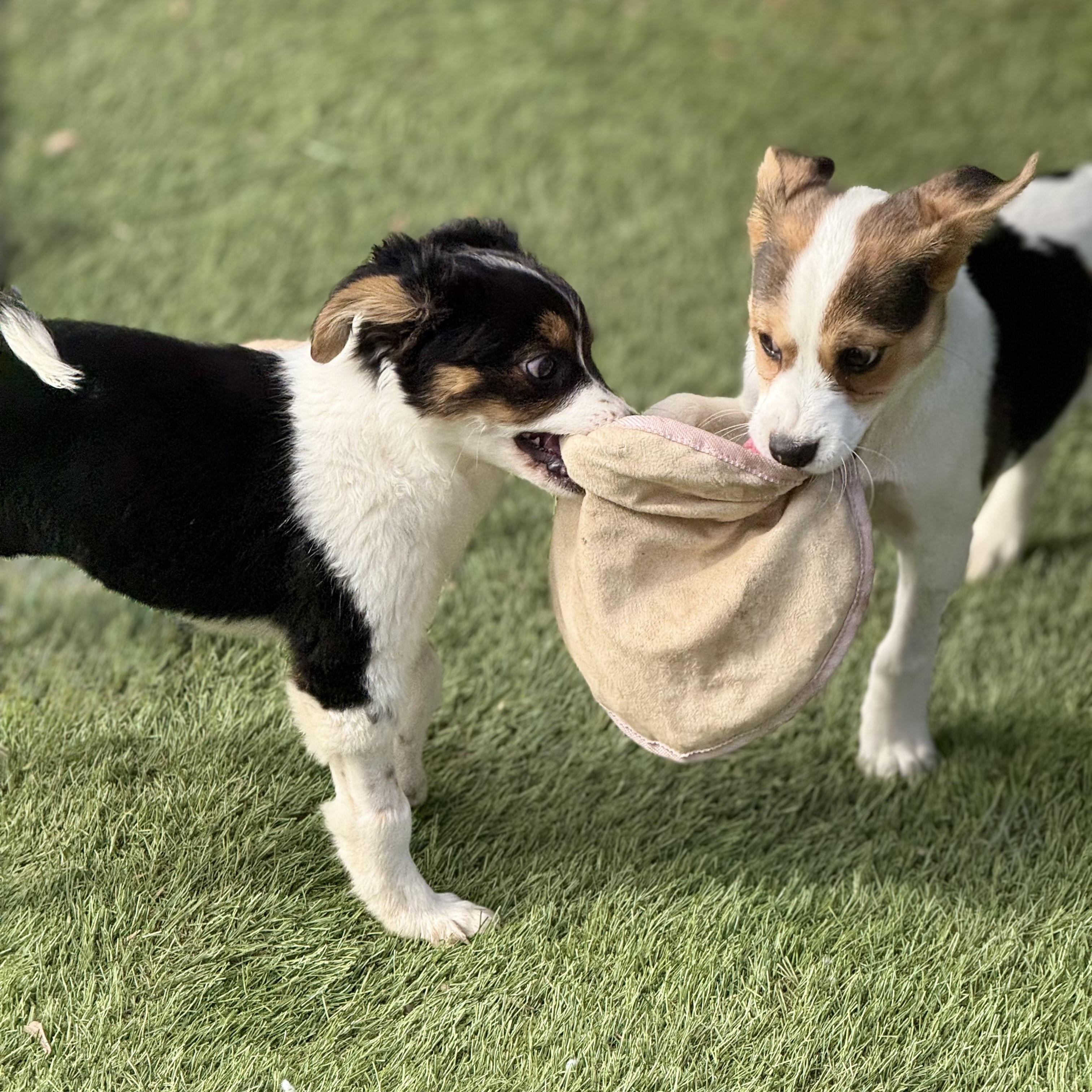 Enlarge Dori, an adopted mixed breed in Glenolden, PA image 5/6