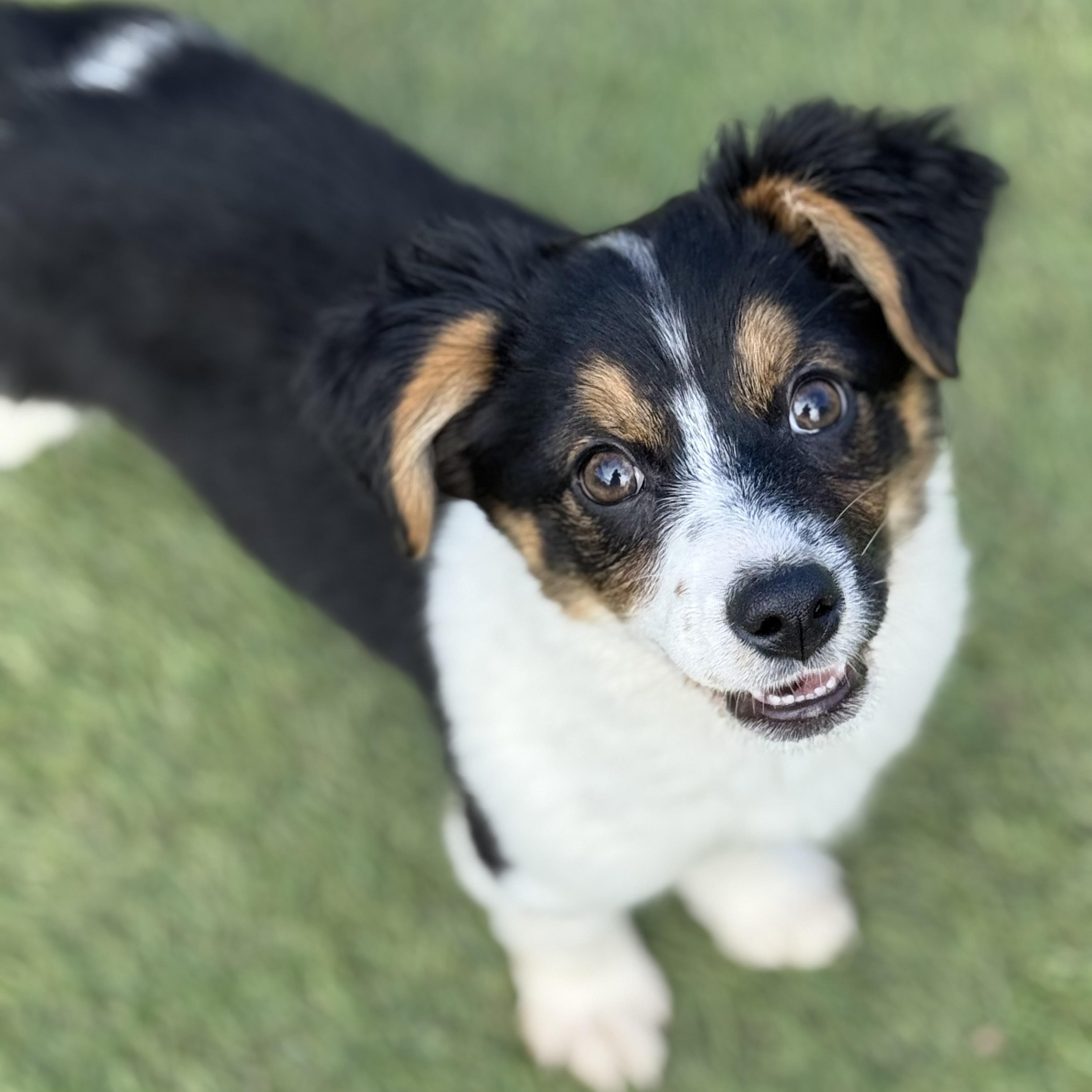 Dori, adopted, Puppy Female Spaniel & Beagle.