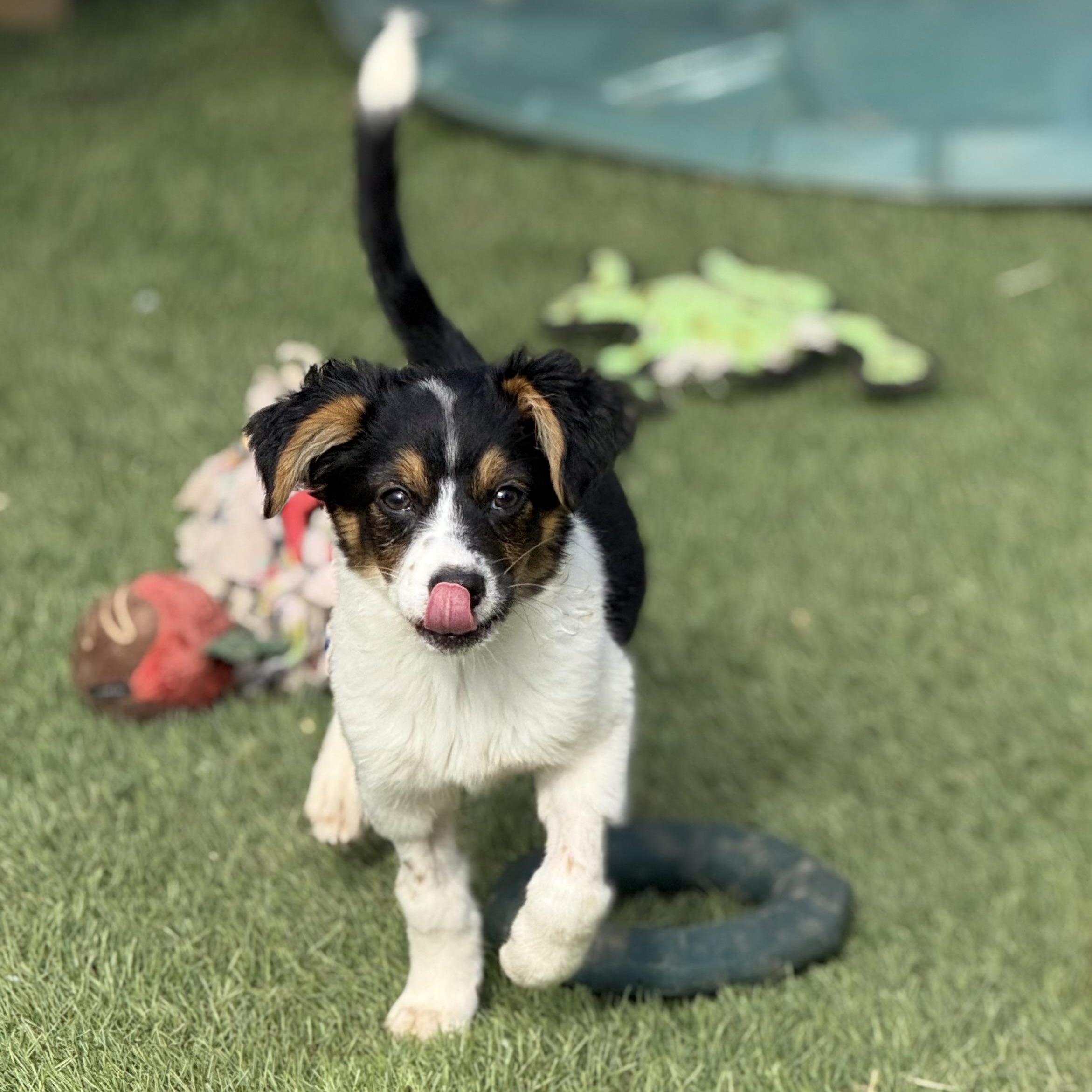 Enlarge Dori, an adopted mixed breed in Glenolden, PA image 4/6