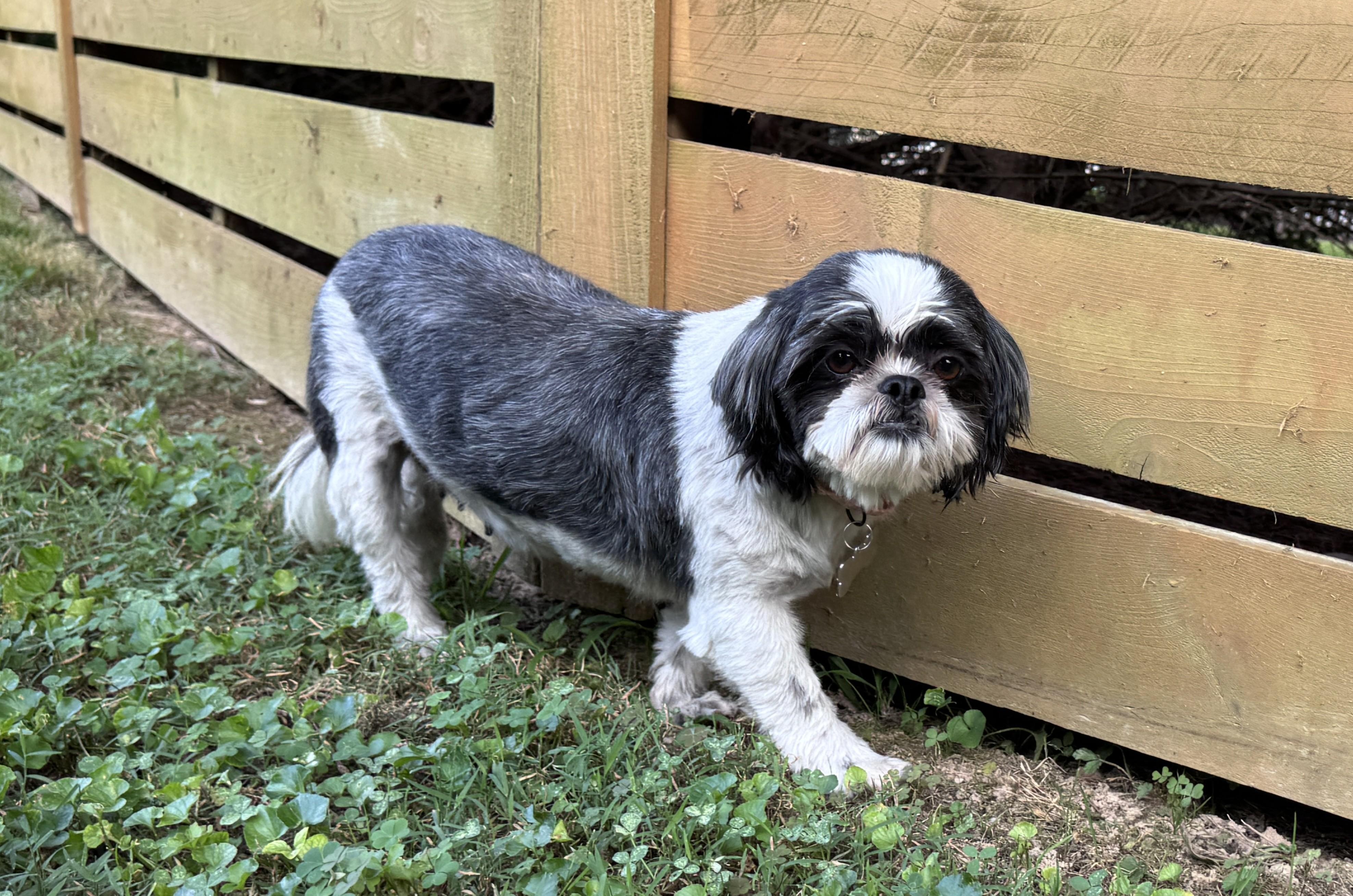 Enlarge Carmella, a Adoptable Shih Tzu in Knoxville, TN image 1/4