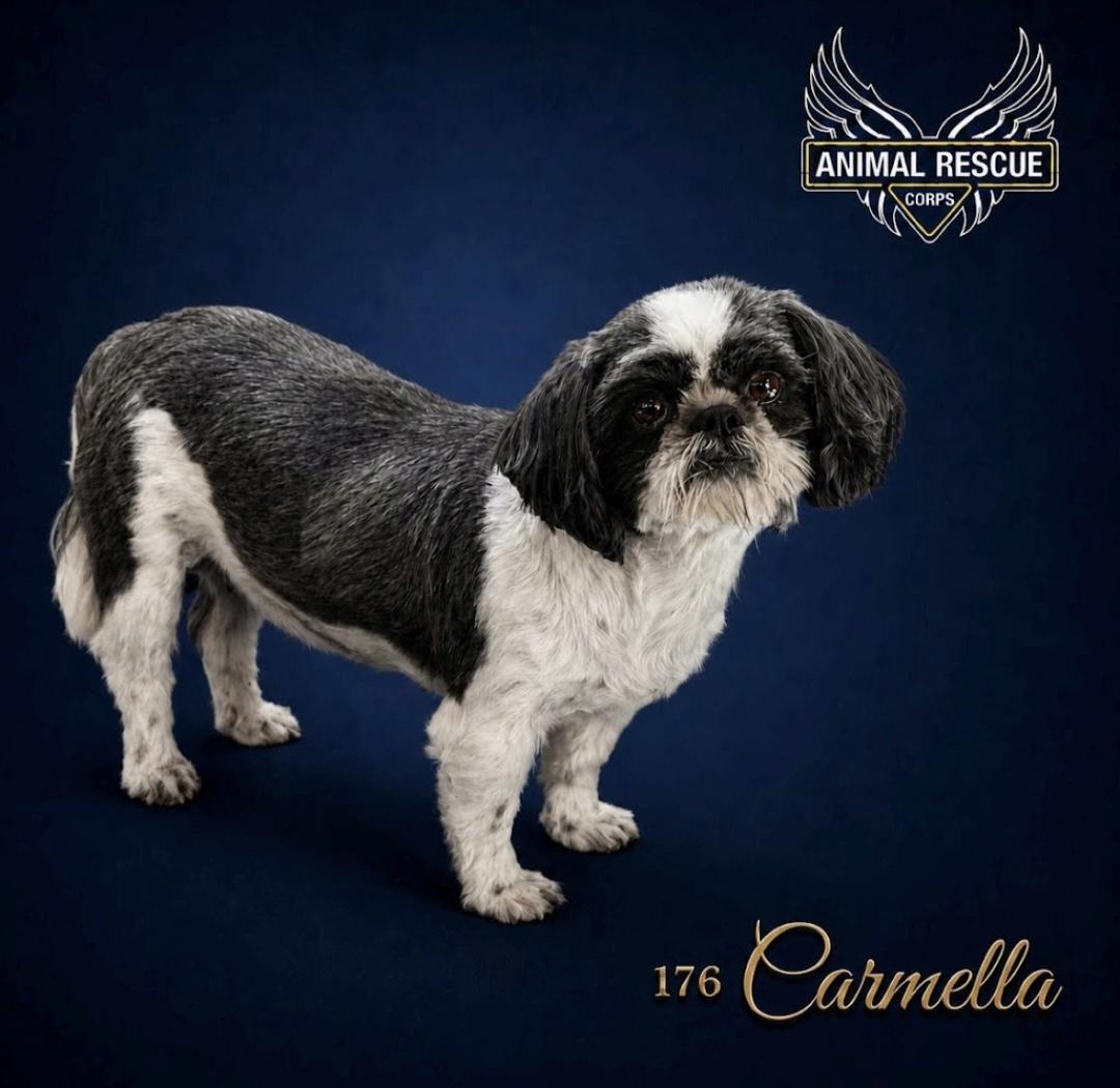 Enlarge Carmella, a Adoptable Shih Tzu in Knoxville, TN image 2/4