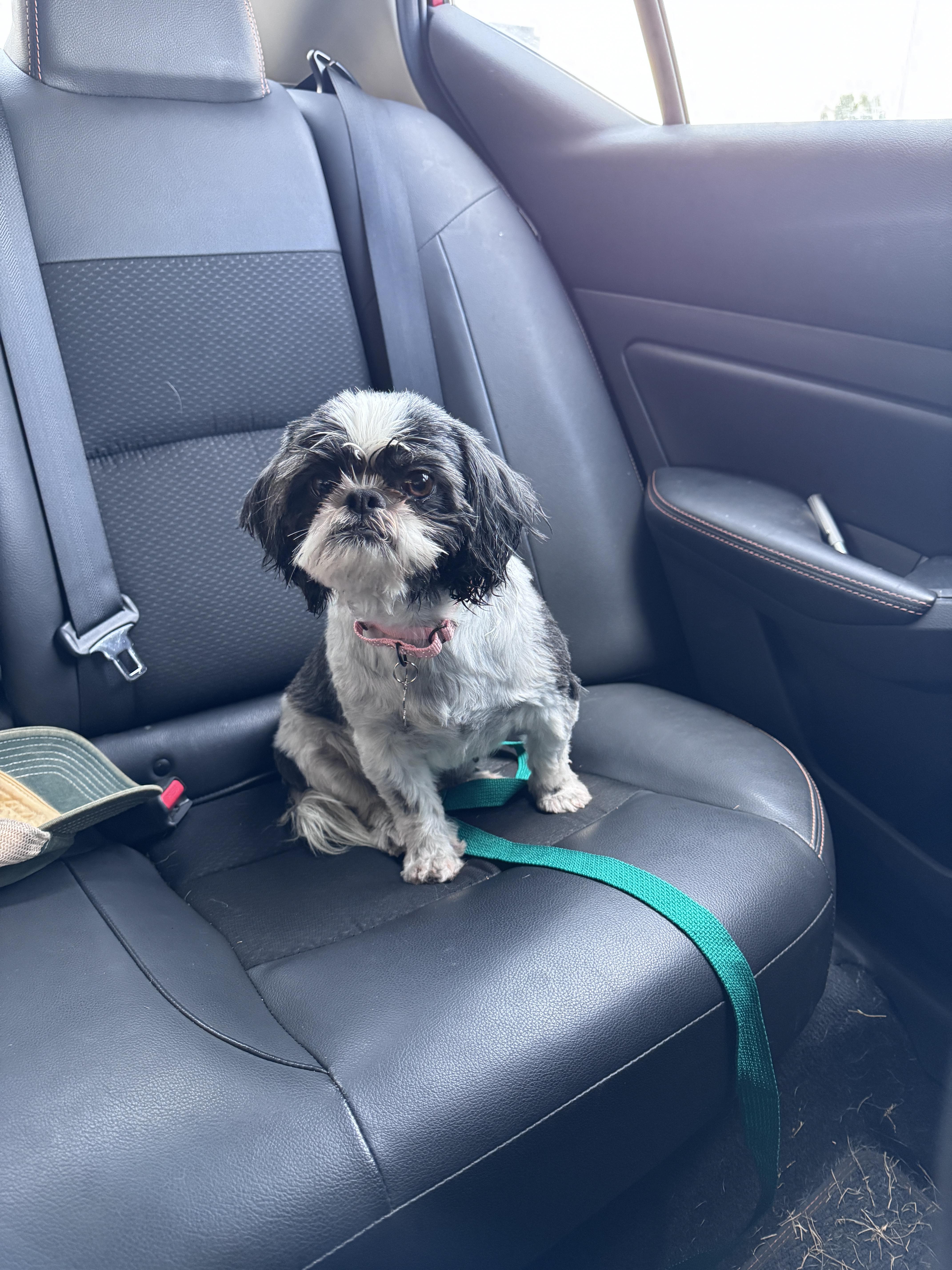 Enlarge Carmella, a Adoptable Shih Tzu in Knoxville, TN image 3/4