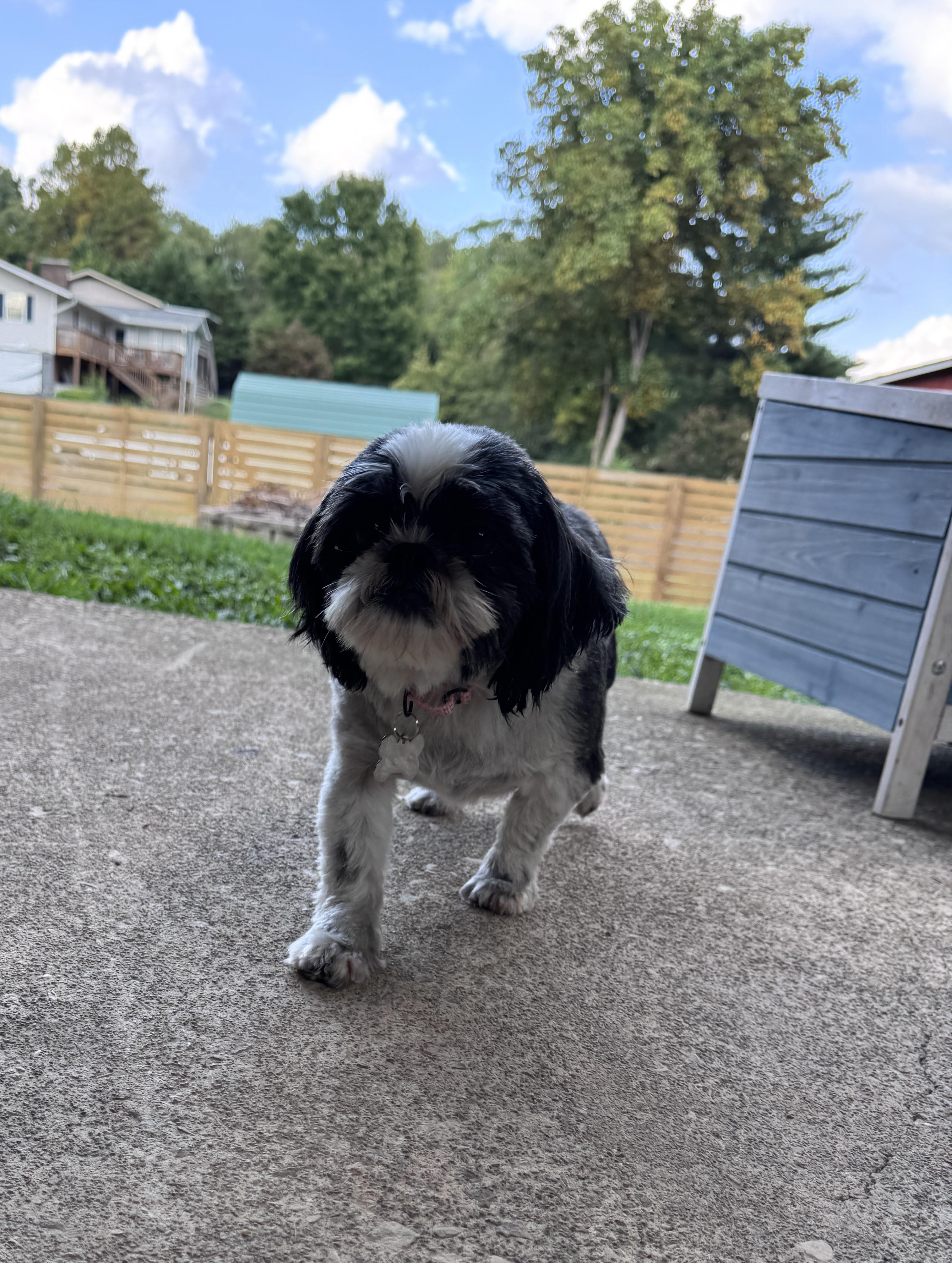 Enlarge Carmella, a Adoptable Shih Tzu in Knoxville, TN image 4/4