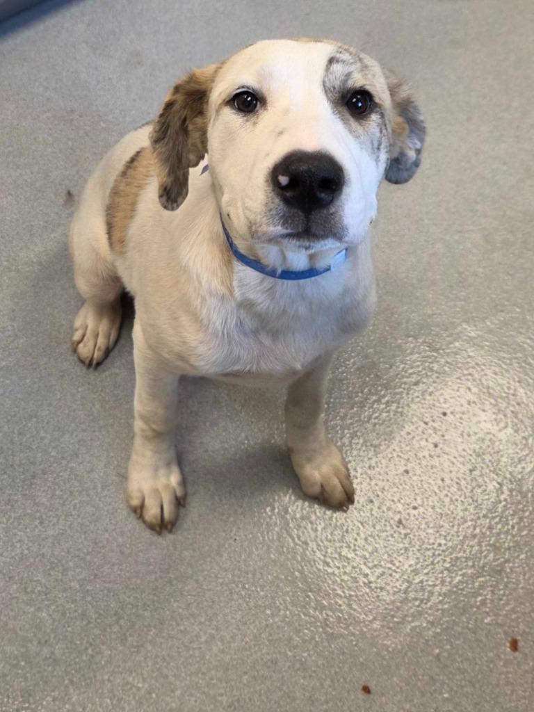 Edgar Allen Poe, Adoptable, Puppy Male Great Pyrenees & Mixed Breed.