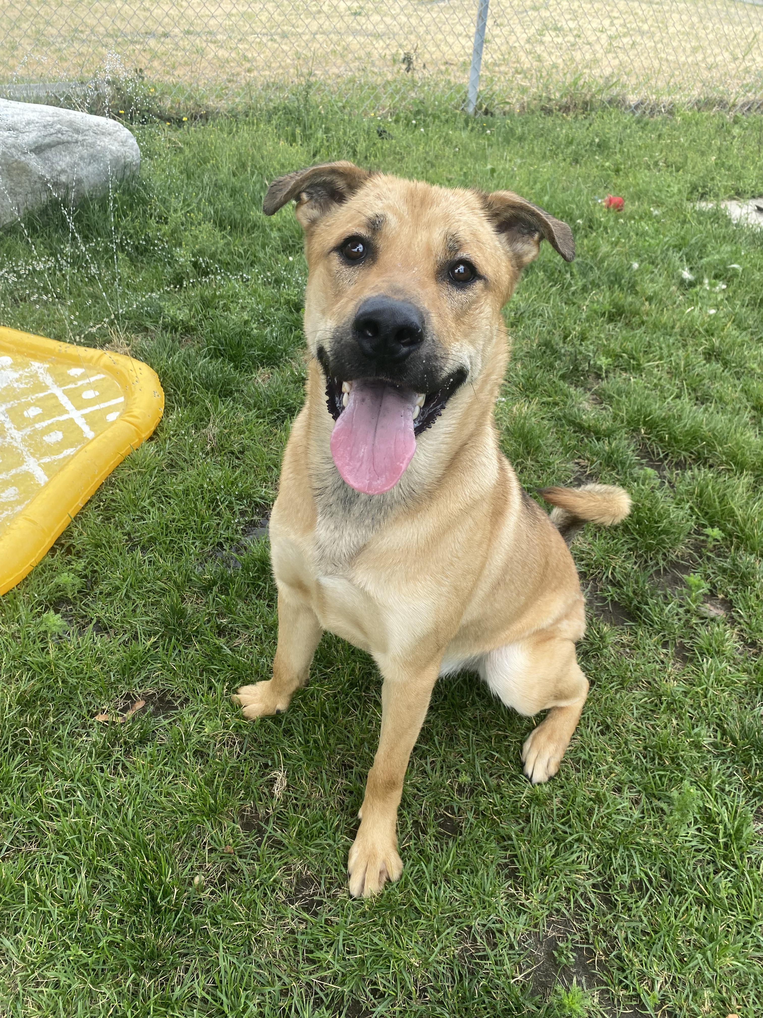 Widget - ADOPTABLE, ADOPTABLE, Adult Male German Shepherd Dog.