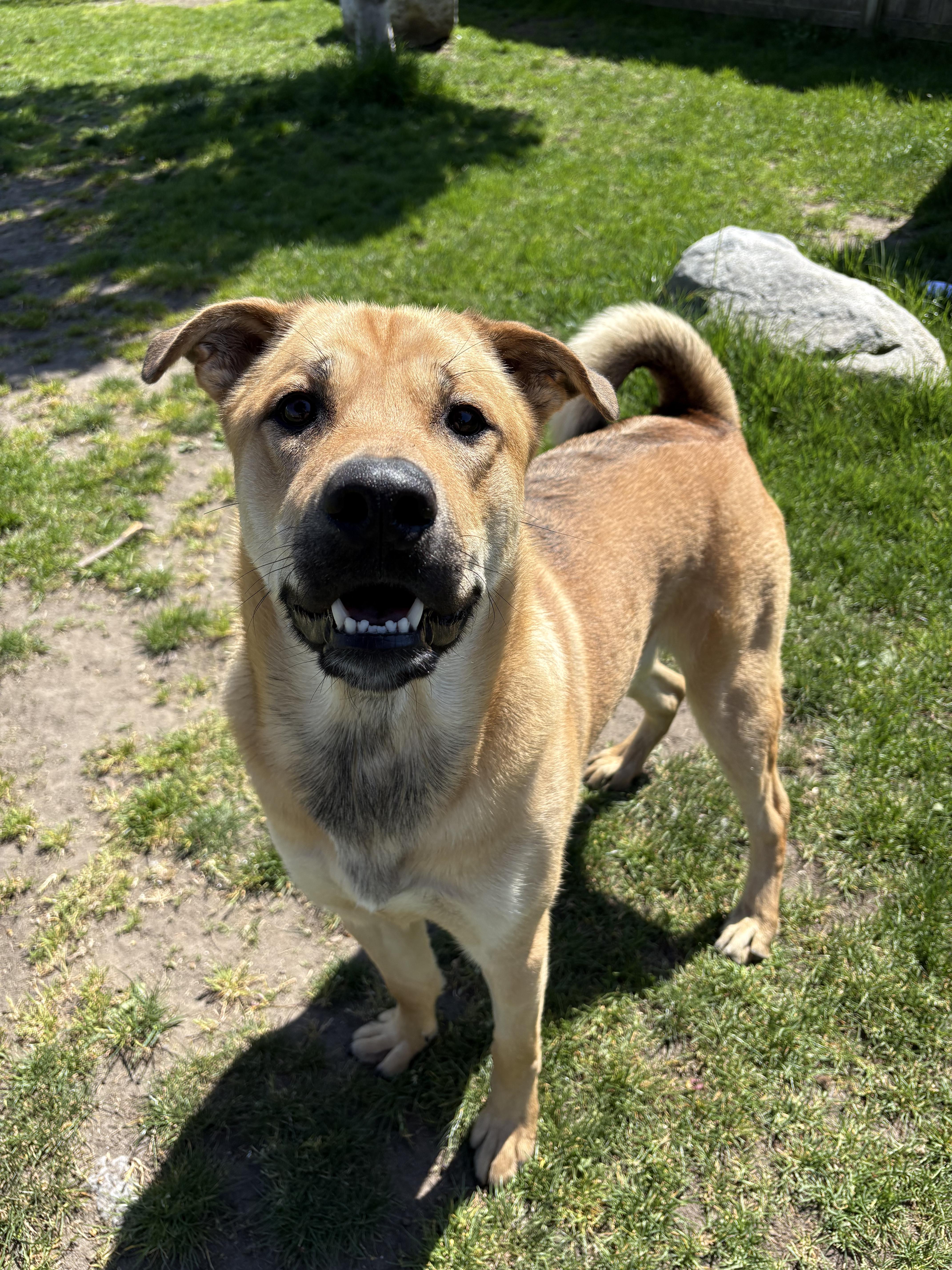 Widget - ADOPTABLE, a ADOPTABLE mixed breed in Chilliwack, BC image 2/5