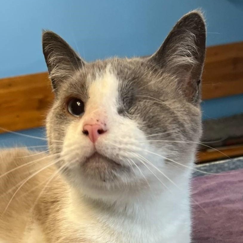 Odin, an adoptable Domestic Short Hair & Snowshoe Mix in Robinson, IL_image-1