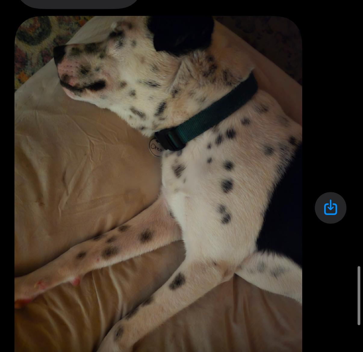 Oreo - Hanging Out At Puppy Love Daycare, an adoption pending mixed breed in Metairie, LA image 4/6