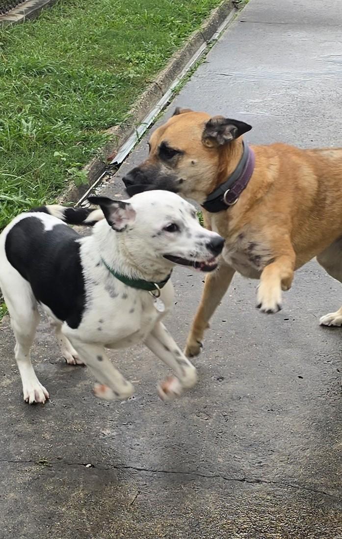 Oreo - Hanging Out At Puppy Love Daycare, an adoption pending mixed breed in Metairie, LA image 2/6