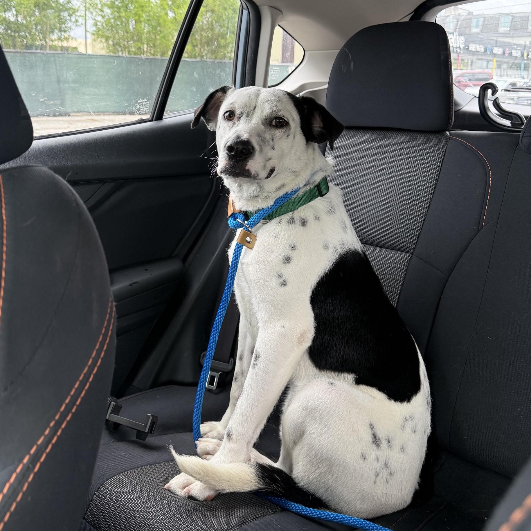 Oreo - Hanging Out At Puppy Love Daycare, an adoption pending mixed breed in Metairie, LA image 1/6