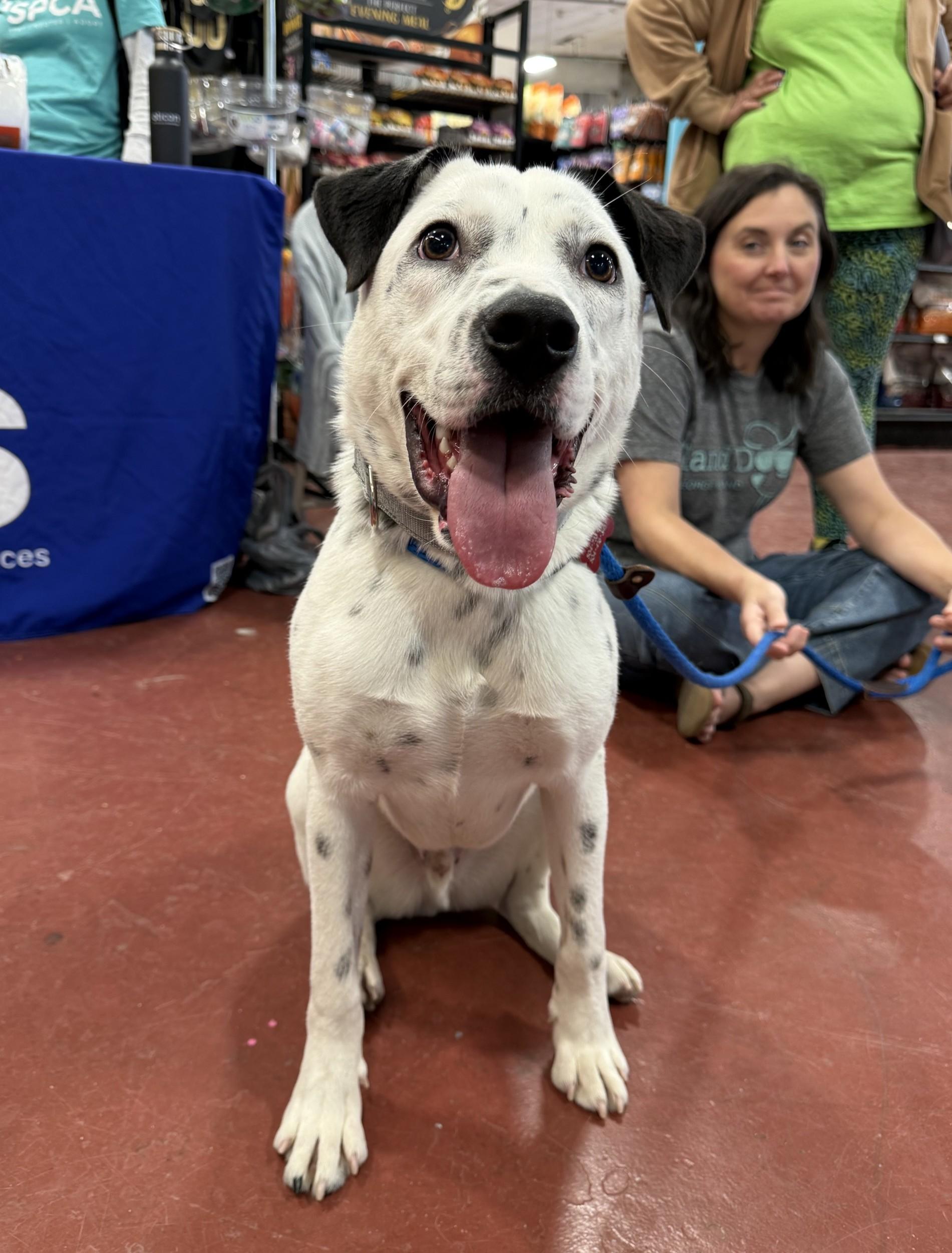 Oreo - Hanging Out At Puppy Love Daycare, an adoption pending mixed breed in Metairie, LA image 5/6