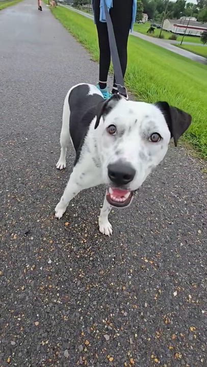 Enlarge Oreo - Hanging Out At Puppy Love Daycare, an adoption pending mixed breed in Metairie, LA video 3/6
