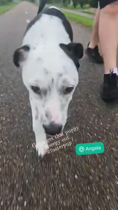 Enlarge Oreo - Hanging Out At Puppy Love Daycare, an adoption pending mixed breed in Metairie, LA video 6/6