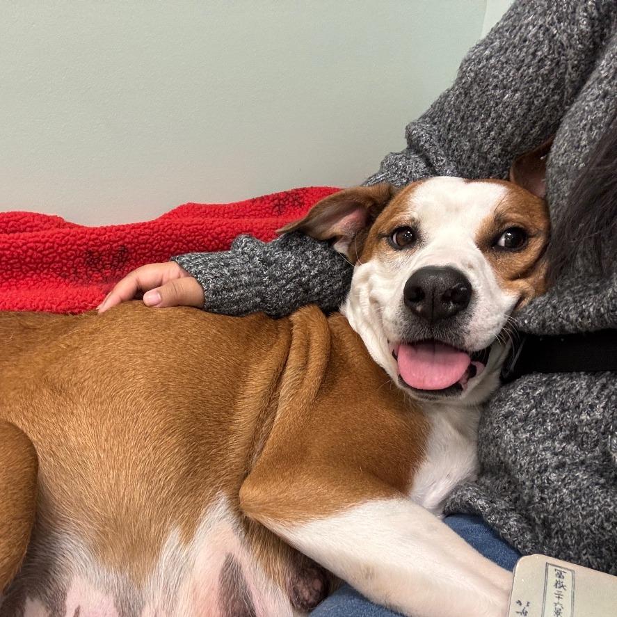 Enlarge Willa, a Adoptable Mixed Breed in Washington Township, OH image 1/6