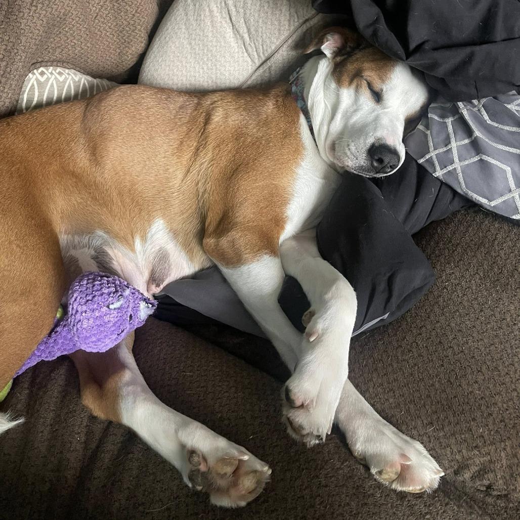 Enlarge Willa, a Adoptable Mixed Breed in Washington Township, OH image 2/6