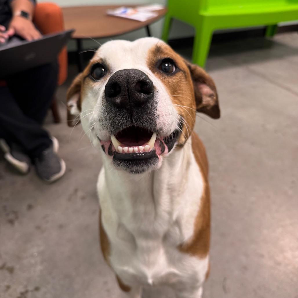 Enlarge Willa, a Adoptable Mixed Breed in Washington Township, OH image 3/6