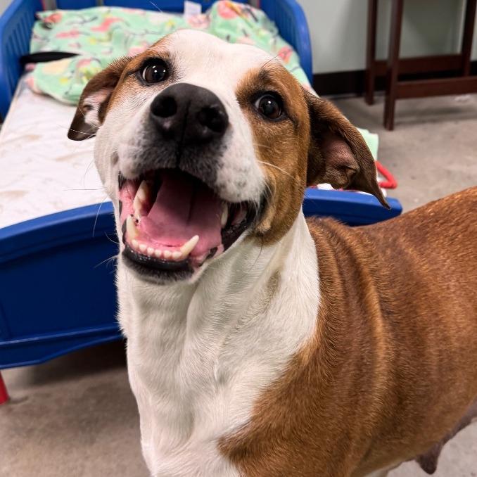 Enlarge Willa, a Adoptable Mixed Breed in Washington Township, OH image 4/6