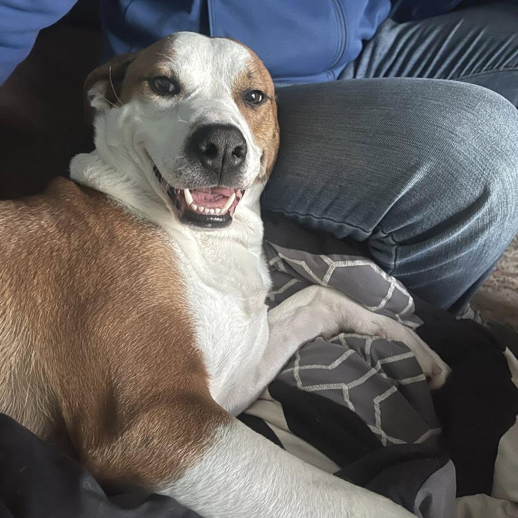 Enlarge Willa, a Adoptable Mixed Breed in Washington Township, OH image 5/6