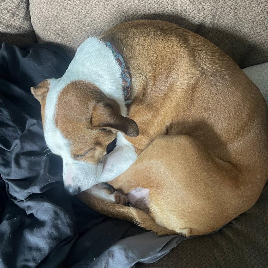 Enlarge Willa, a Adoptable Mixed Breed in Washington Township, OH image 6/6