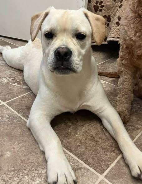 Ludo, adopted, Puppy Male Labrador Retriever & American Bulldog.