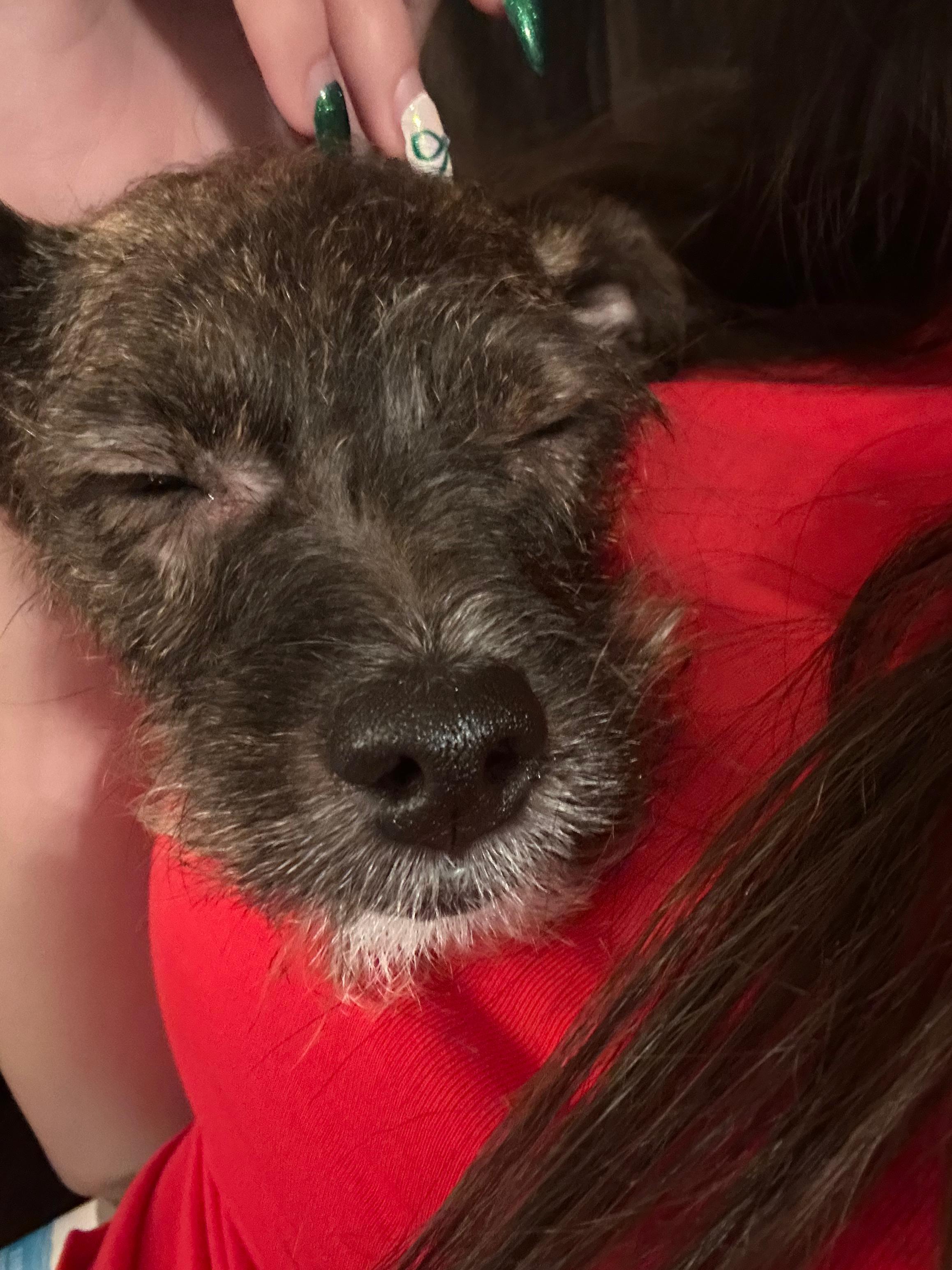 Enlarge Bonnie, a ADOPTABLE mixed breed in West Hollywood, CA image 3/6