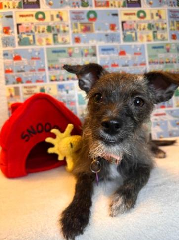 Bonnie, ADOPTABLE, Young Female Terrier.