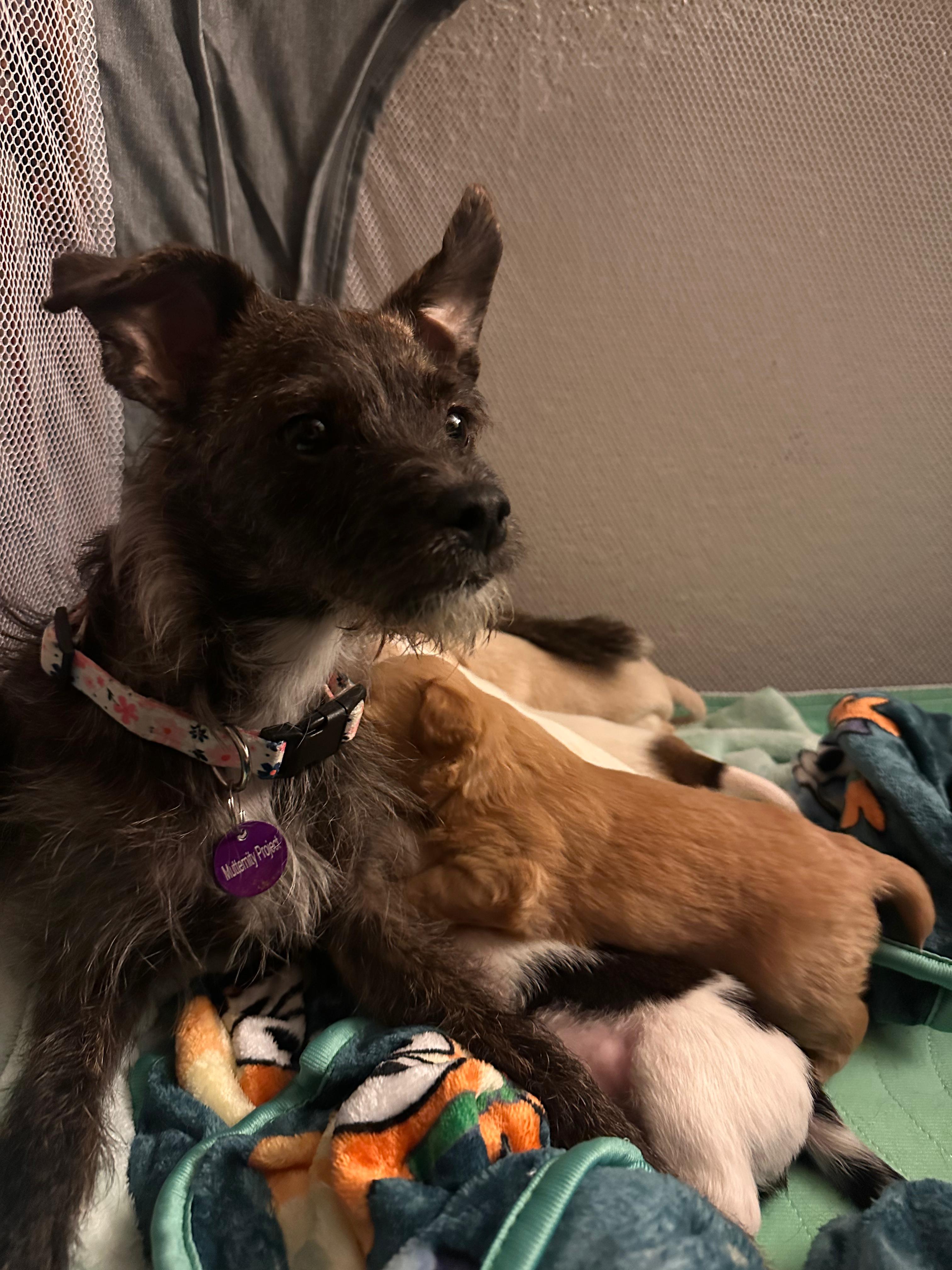 Enlarge Bonnie, a ADOPTABLE mixed breed in West Hollywood, CA image 5/6