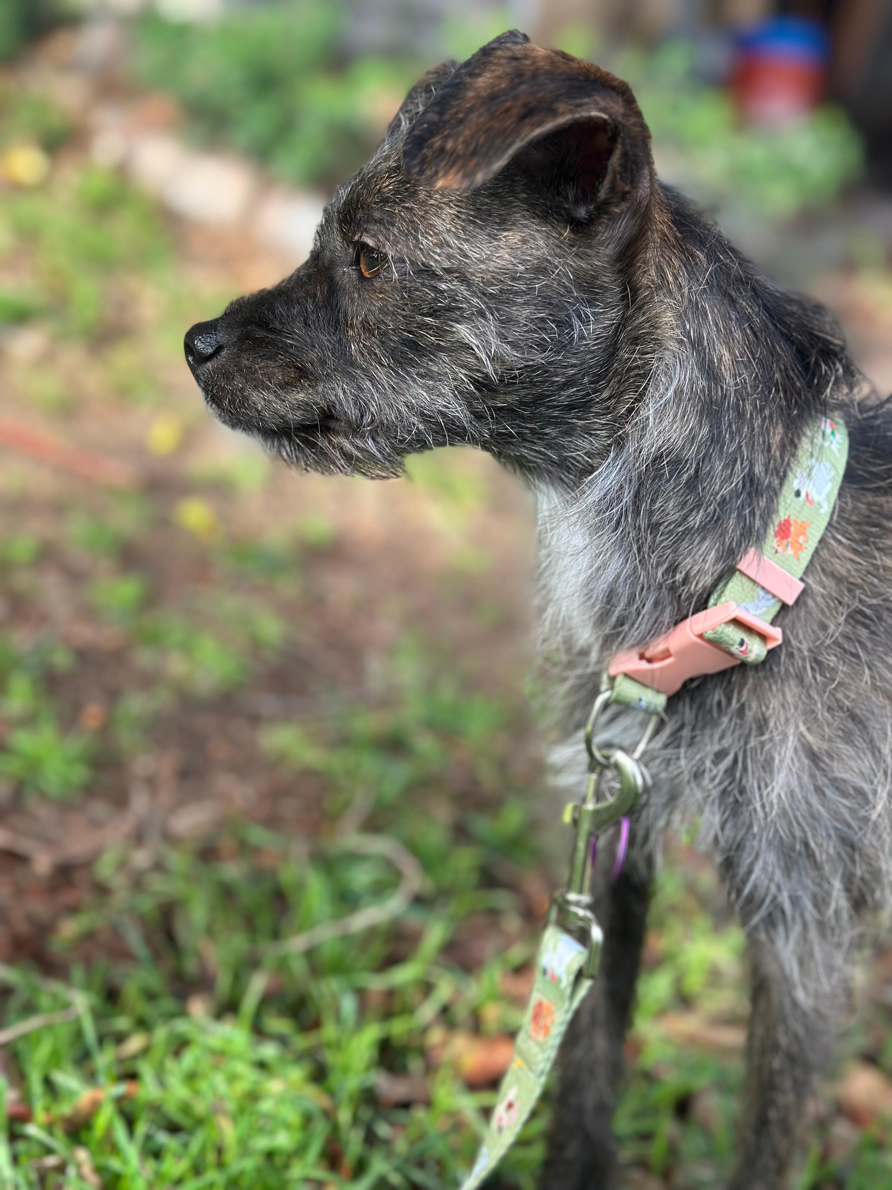 Enlarge Bonnie, a ADOPTABLE mixed breed in West Hollywood, CA image 4/6