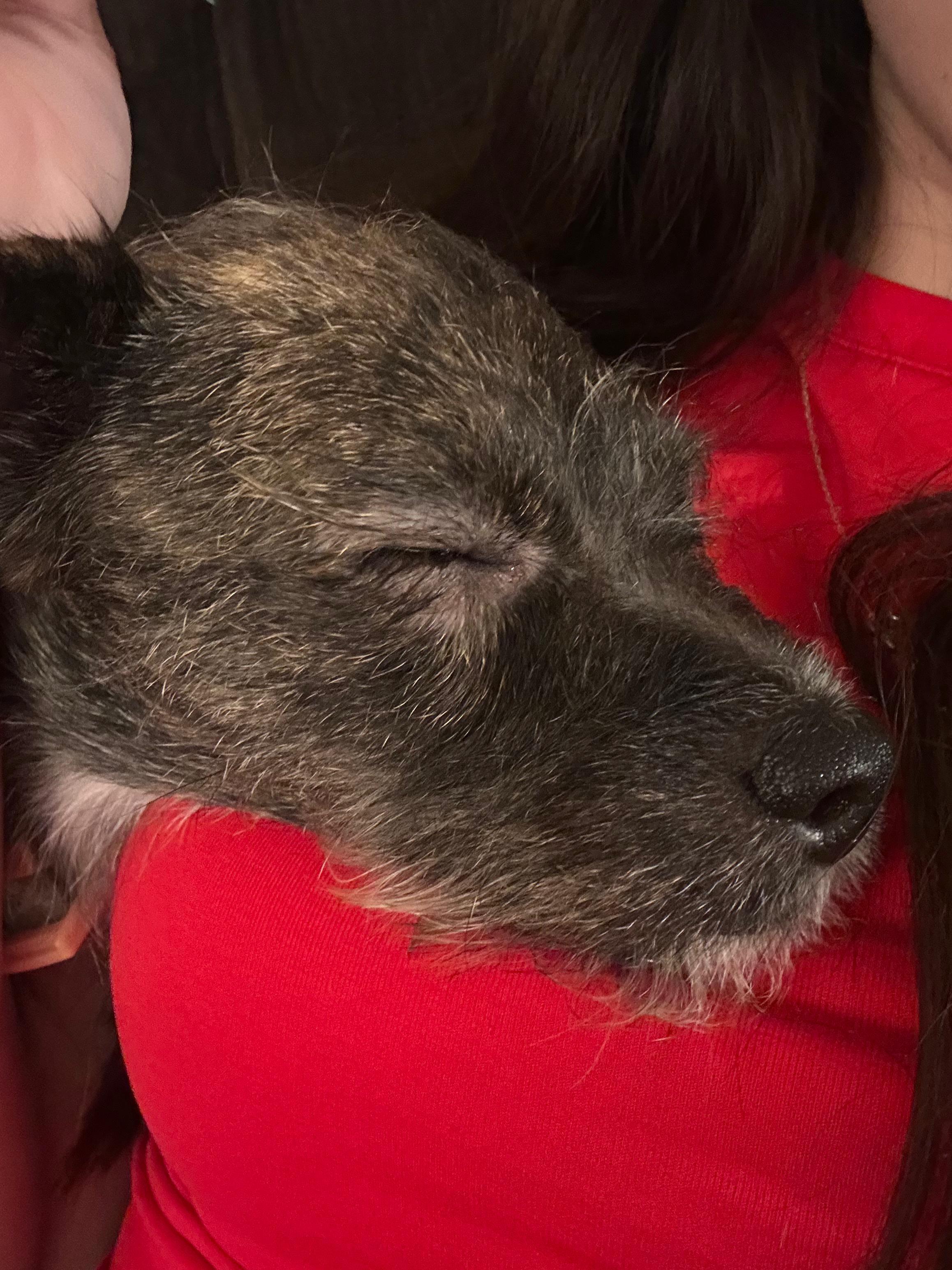 Enlarge Bonnie, a ADOPTABLE mixed breed in West Hollywood, CA image 2/6