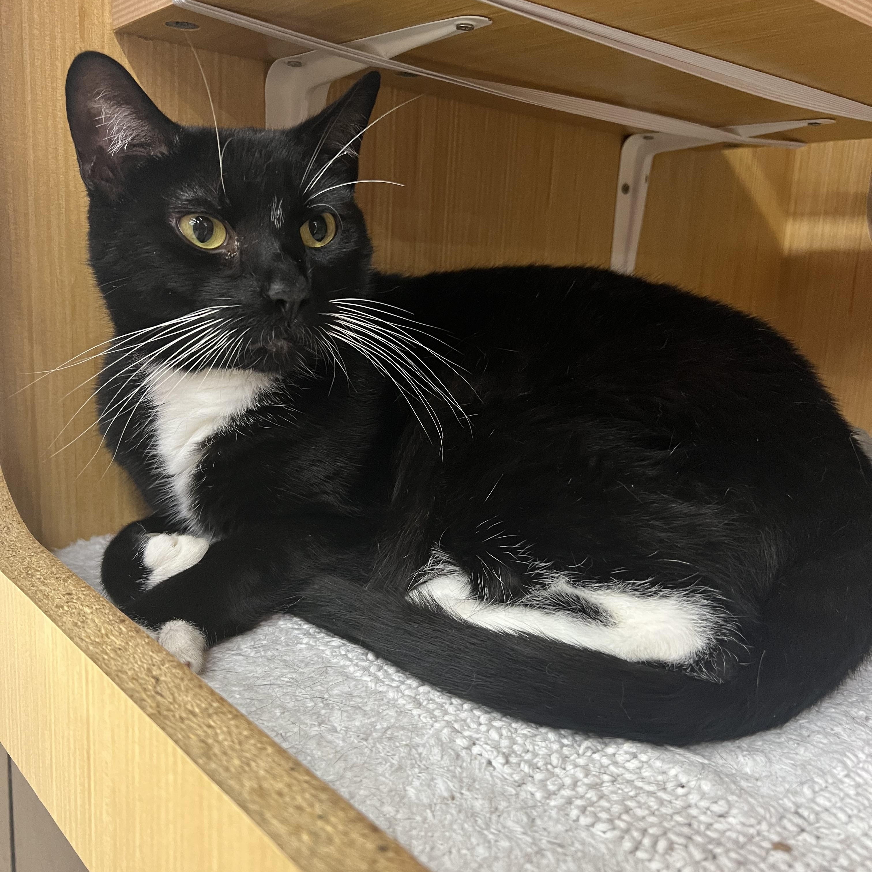 Gizmo, ADOPTABLE, Adult Male Domestic Short Hair.