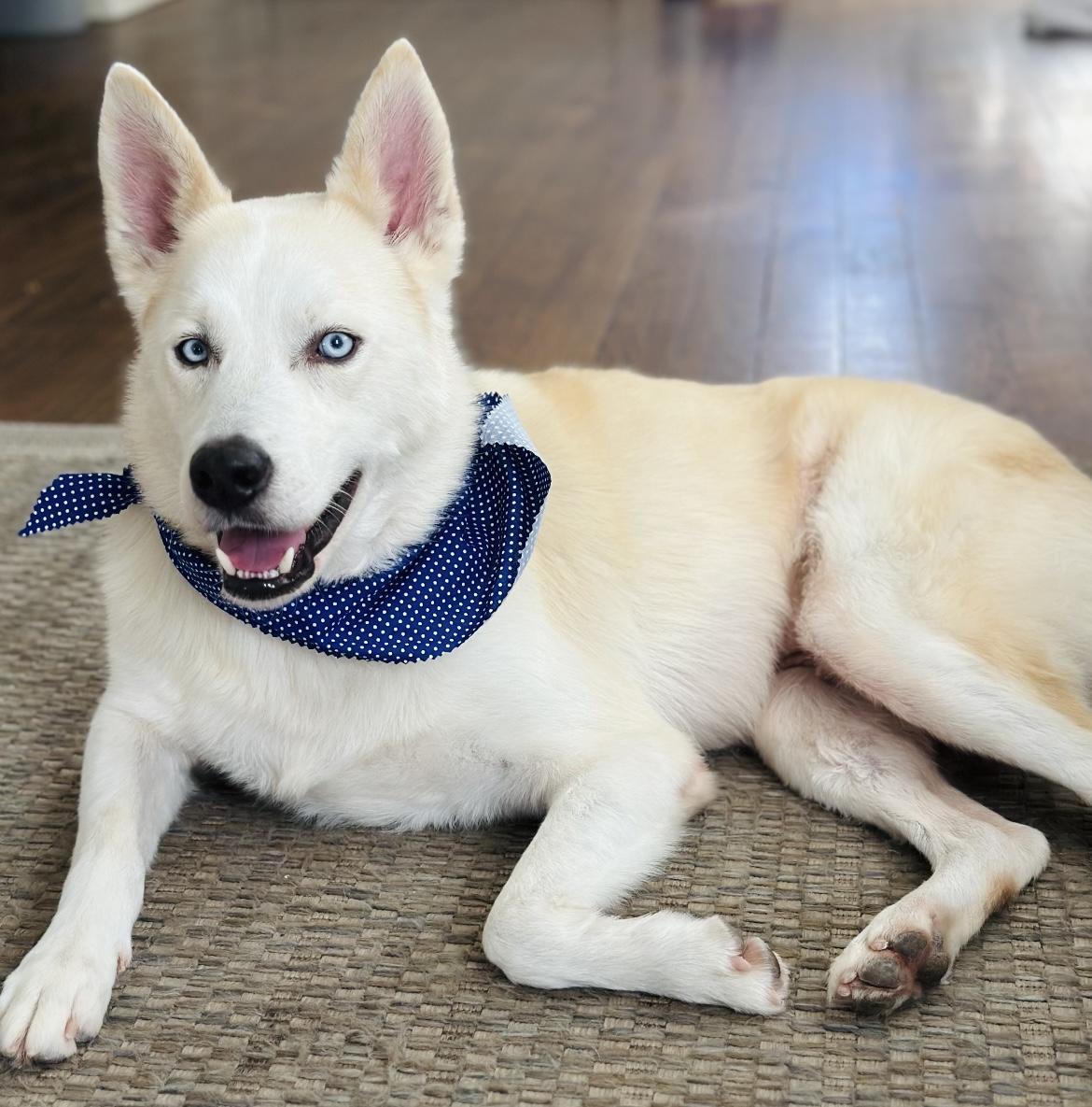 Enlarge Koda, a Adoptable mixed breed in Harrisburg , PA image 3/6