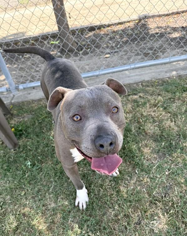 Roscoe, Adoptable, Adult Male American Staffordshire Terrier.