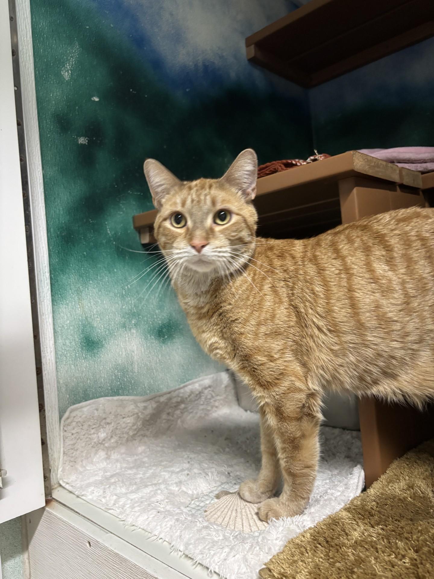 Sebastian, ADOPTABLE, Adult Male Domestic Short Hair.