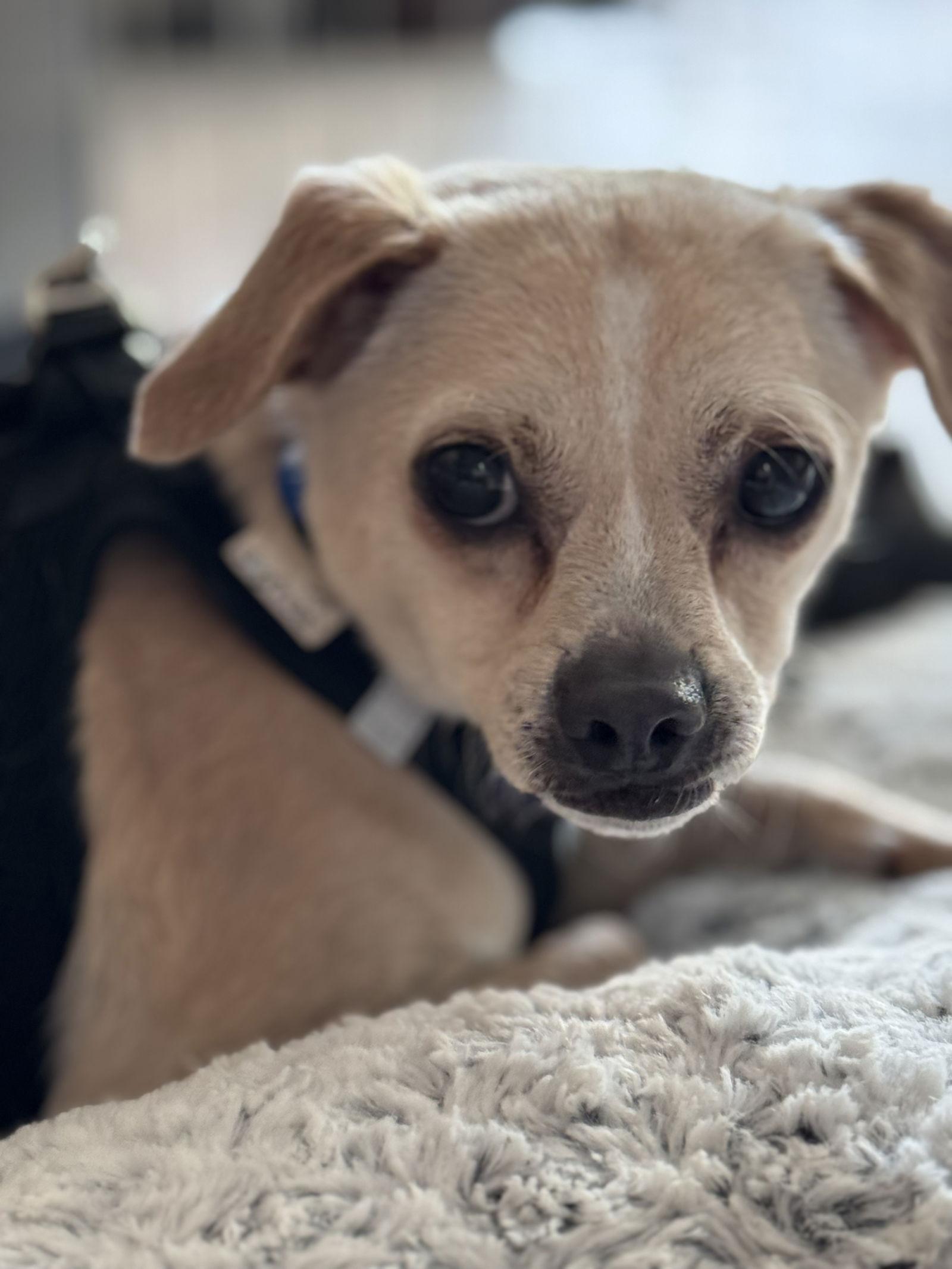 Enlarge Hutch Boy, a Adoptable mixed breed in Capistrano Beach, CA image 1/3