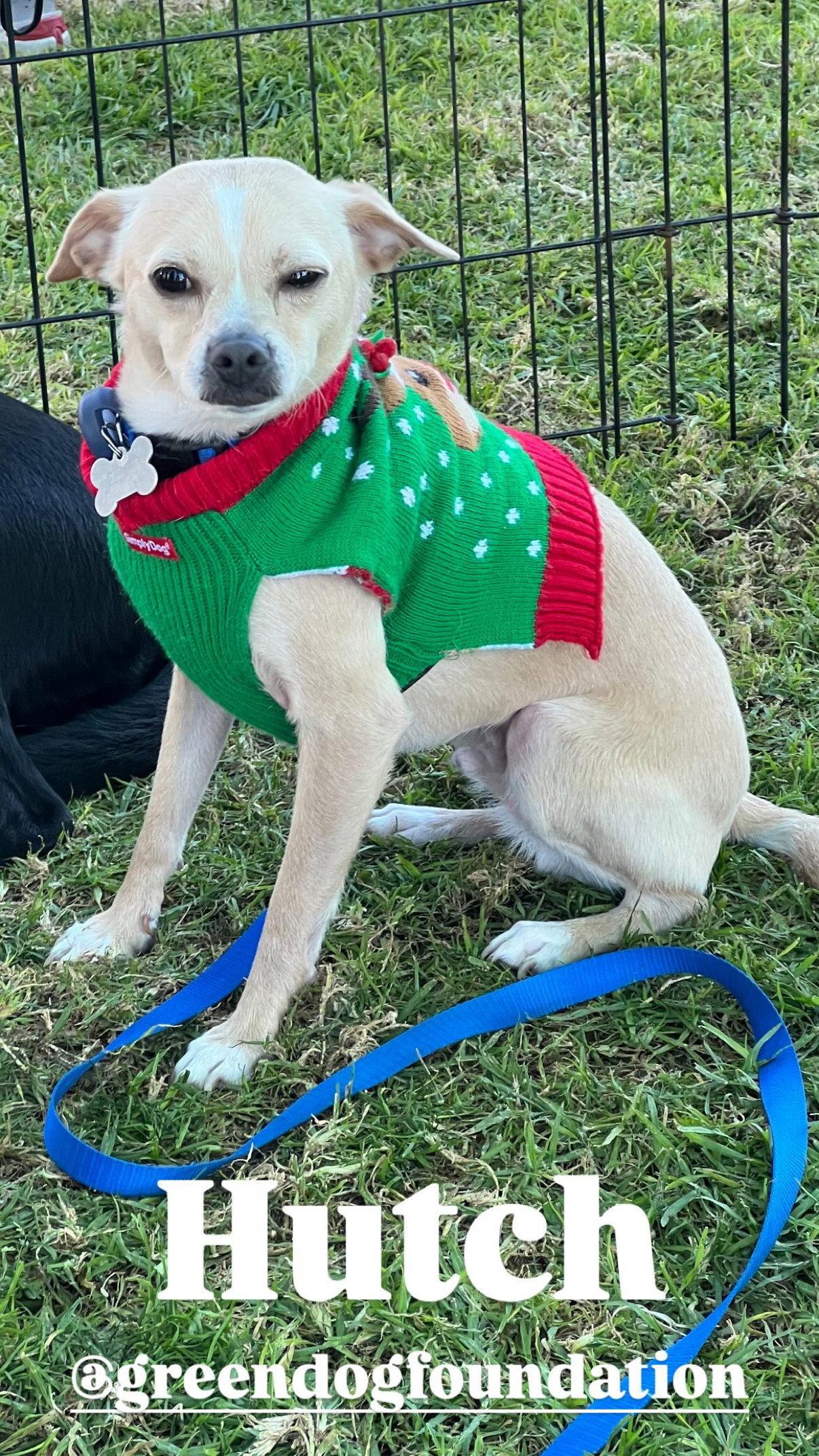 Hutch Boy, a Adoptable mixed breed in Capistrano Beach, CA image 2/3