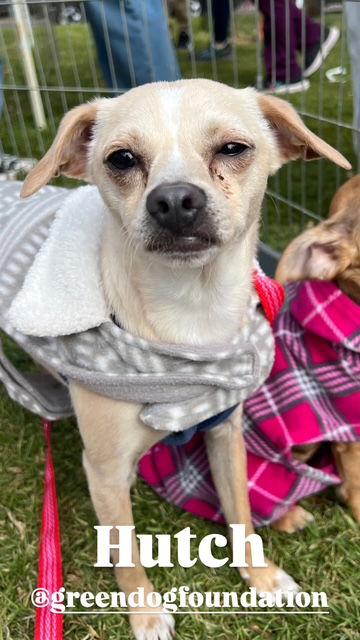 Enlarge Hutch Boy, a Adoptable mixed breed in Capistrano Beach, CA image 2/3