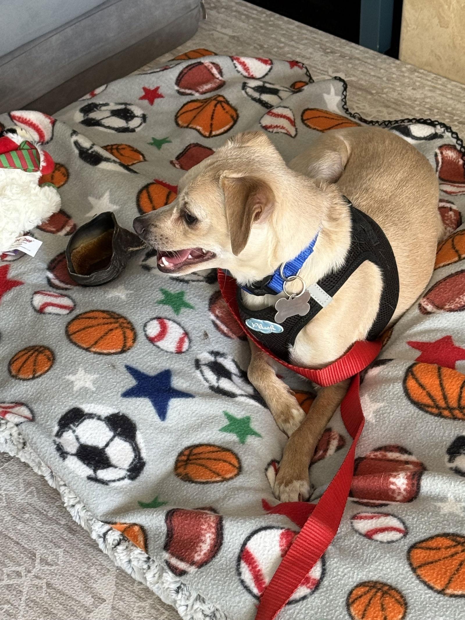 Enlarge Hutch Boy, a Adoptable mixed breed in Capistrano Beach, CA image 3/3