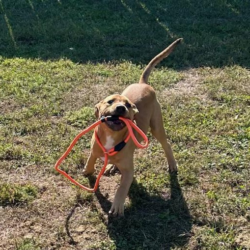 Enlarge Waffles, a ADOPTABLE mixed breed in Mobile, AL image 3/3