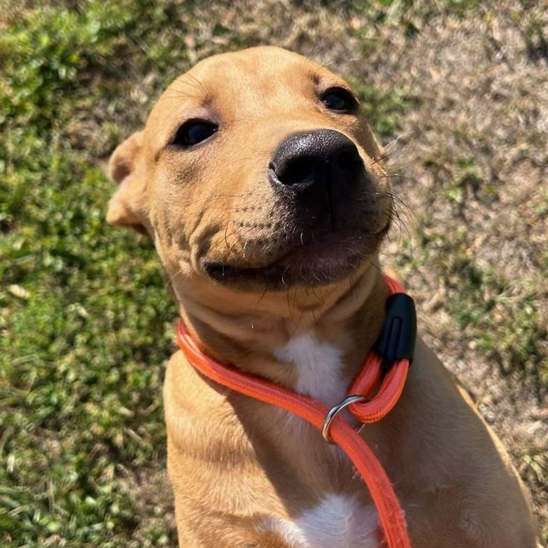 Enlarge Waffles, a ADOPTABLE mixed breed in Mobile, AL image 2/3