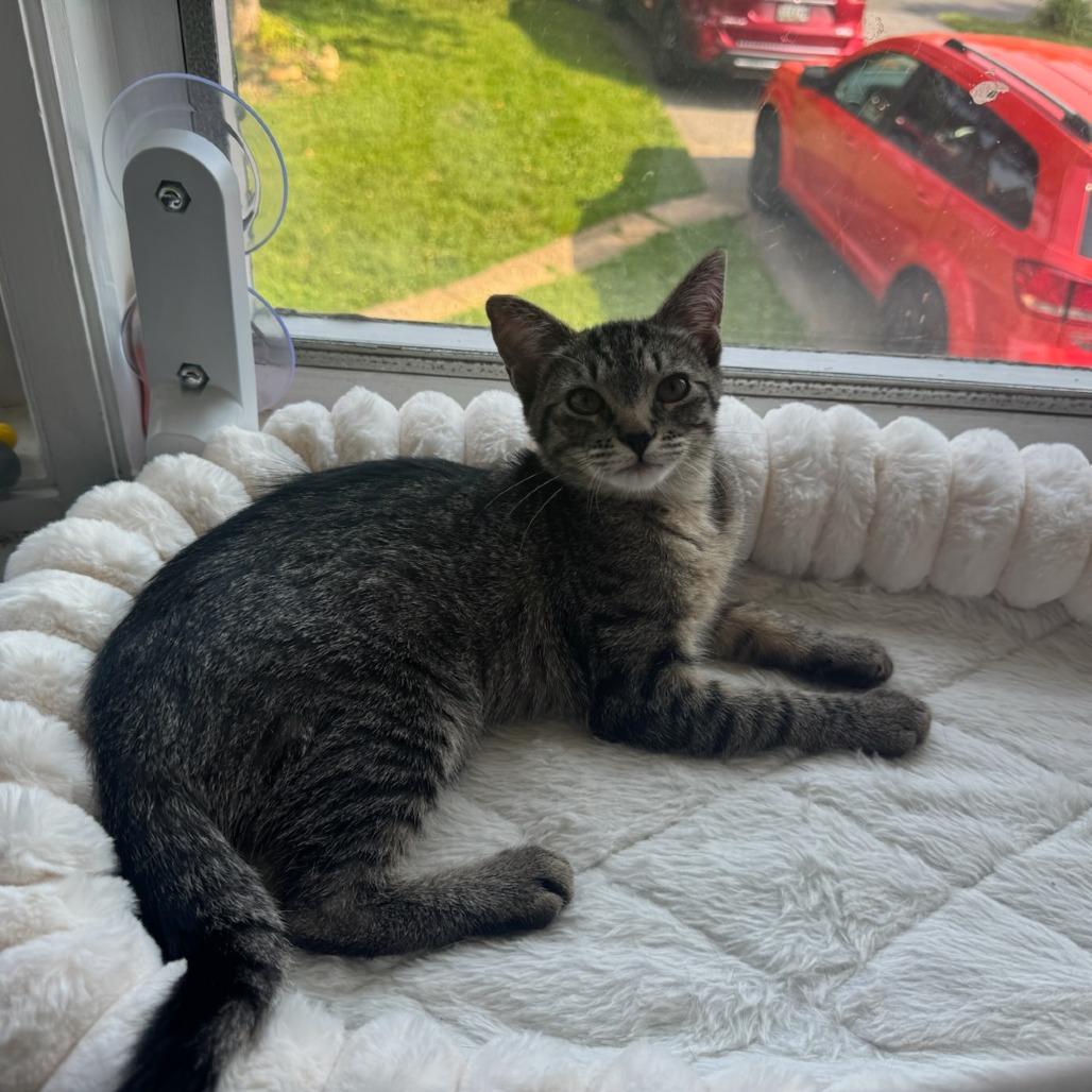 Lil Ty Ty, Adoptable, Young Female Domestic Short Hair.