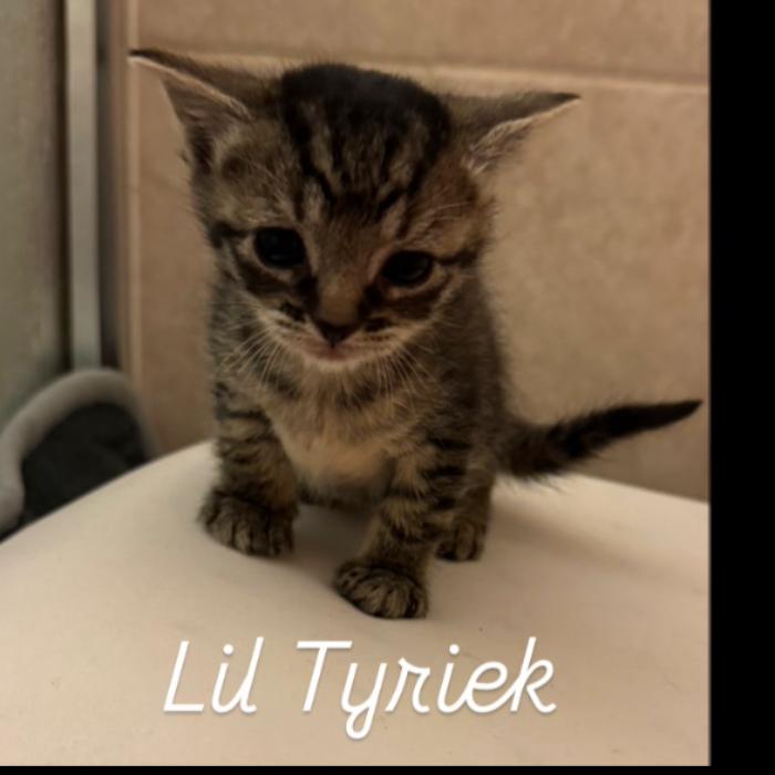 Enlarge Lil Ty Ty, a Adoptable Domestic Short Hair in Bel Air, MD image 2/2