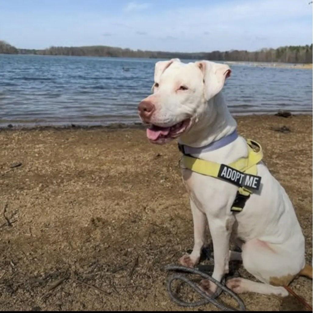 Enlarge Winter, a Adoptable mixed breed in Baltimore, MD image 1/3